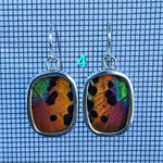 Butterfly Earrings - SM